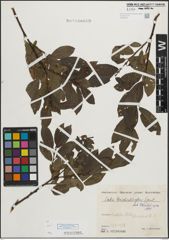 Foto von Salix mielichhoferi Saut.